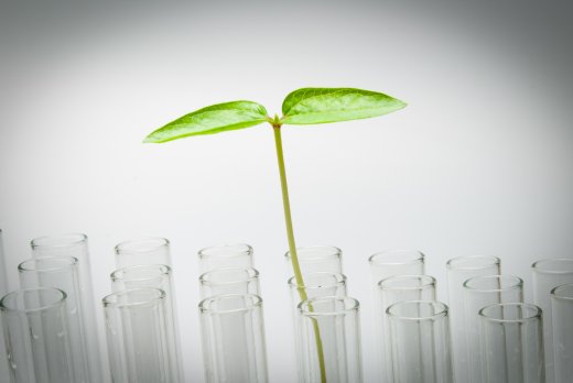 Plant in bottle